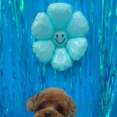 동글동글 애견미용실 이미지