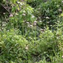 겨울 감기, 독감 코만 맹맹하다 싶으며 즉시 이 약초를 달여 드세요,,수면제도 안 듣는 지독한 불면증 '이것'먹고 꿀잠잔다 이미지