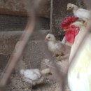 민들레양계장 이미지