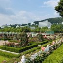조선대학교 장미원 | 광주 조대 조선대 장미축제 장미원 주차장 개화현황 데이트 코스