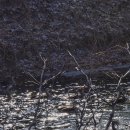 뚱새스테이 이미지