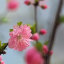 장수천* 이미지