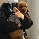 강아지 대통령 이미지