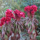 곰배령 쥐와 돼지 이미지