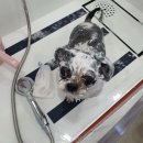 삐삐 펫살롱 이미지