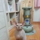 생닭집