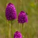 피라미드 난초 [Pyramidal orchid] 이미지