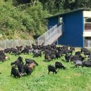 늘푸른 흑염소농장 이미지