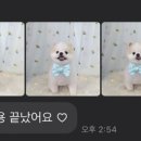 개나리 멍멍 이미지