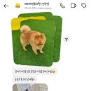 바미애견유치원 이미지