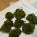 반려식물 테라리움 만들기 이미지