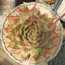 마리아A+ 이미지