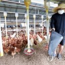 영춘농장 이미지