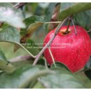 박가네농장 이미지