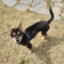 경기켄넬 이미지