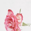 봄날(a spring day)