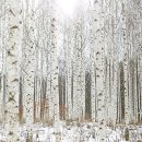 자작나무 숲 이미지