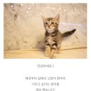 도그마루 강아지고양이 안양점 이미지