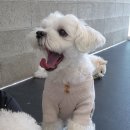 힐링힐링 반려견 교육 유치원 이미지