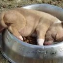 바우바우 이미지