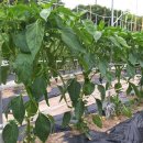 이글농장 이미지