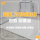 션하냥 | 김포 고양이 미용 친화미용실에서 관리받아요