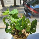 고운사랑한의원 이미지