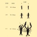 가재의 탈피(2) - 가재의 탈피현상 이미지