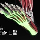 [1007회] 생로병사의 비밀/[가을맞이 건강체크-1부 걷고 달리는 발]아침 첫발을 내디딜 때는 뒤꿈치가 아프고 밤에는 발바닥이... 이미지