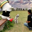 놀이터 반려견 미용실 이미지