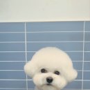 오마이멍멍 이미지