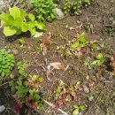 하쿠나마타타 민박 이미지