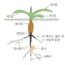 옥수수 형태와 발육 이미지