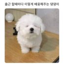 꼬순내 네이버블로그