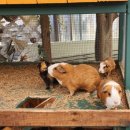 평강농장 | 포천 가볼만한곳 아이랑 마이애니멀스토리in평강랜드