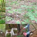 강림면351 이미지