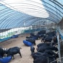 솔염소농장 이미지