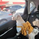 아루보리 이미지