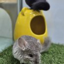 펫엔글라이더본점&로던트클럽 광주 이미지