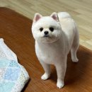 스담멍스 이미지