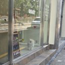 따따시몽 이미지