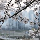 당정천 | [안양천에서] / 양천구에서 벚꽃 아래에서 걷기