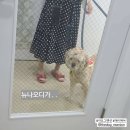 더도그맨션 이미지