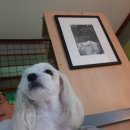 슈가독살롱 이미지