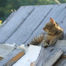 낭만고양이 - 북구 화암1길 34 | 낭만고양이