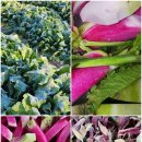 수박무우, 레드비트 말랭이 50% 맛보기이벤트