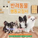 반려동물행동교정사 이미지