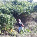 대행농장 이미지