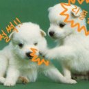 귀여운강아지 Daum카페