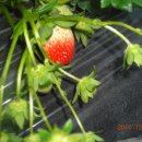 한솔이네 딸기농장의 하루 이미지
